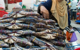 Singapore fishmarket Optamatic